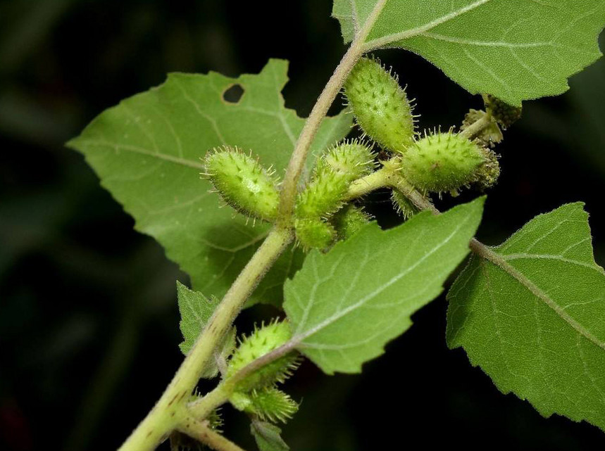 老公银的幼苗和老鸹筋的茎发红,无臭味;而老公银的臭味很大,叶和根都