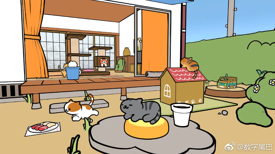 云养猫