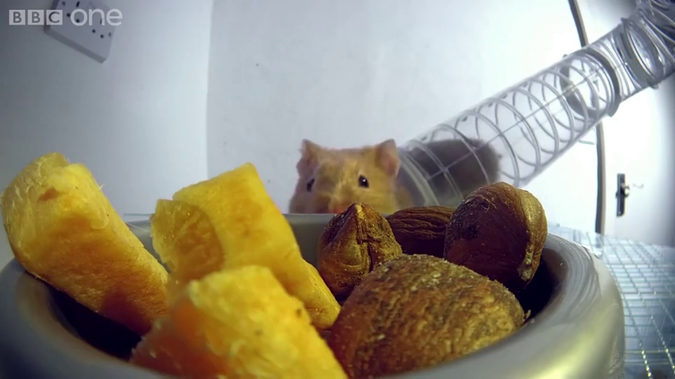 bbc纪录仓鼠宝宝到底能往嘴里塞多少东西,这是嘴上长着脸啊!