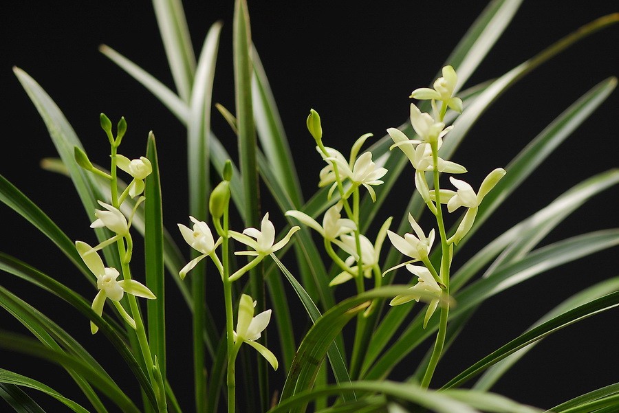 开的热闹的建兰四季兰天香素