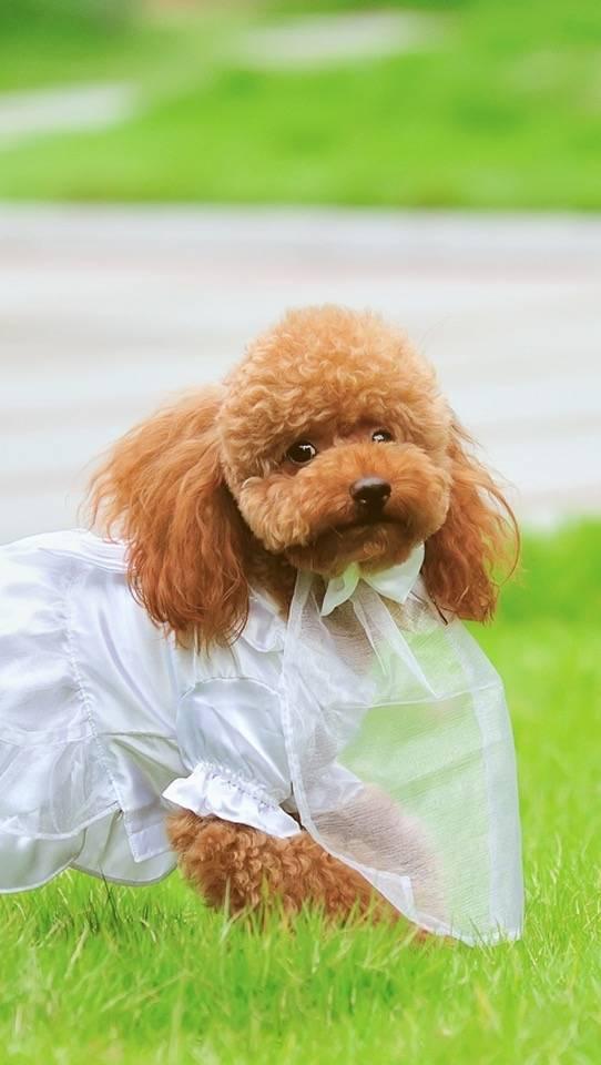 这些适合家养的宠物狗狗有没有你喜欢的?