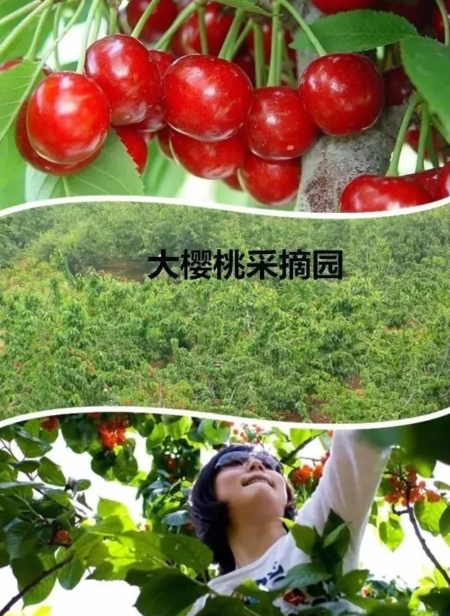 大连婚庆礼仪：用仪式感点亮幸福火花