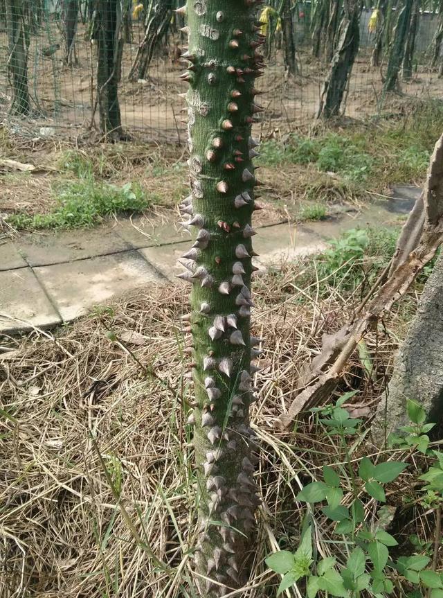 随拍发现一种身上长满钉子的树