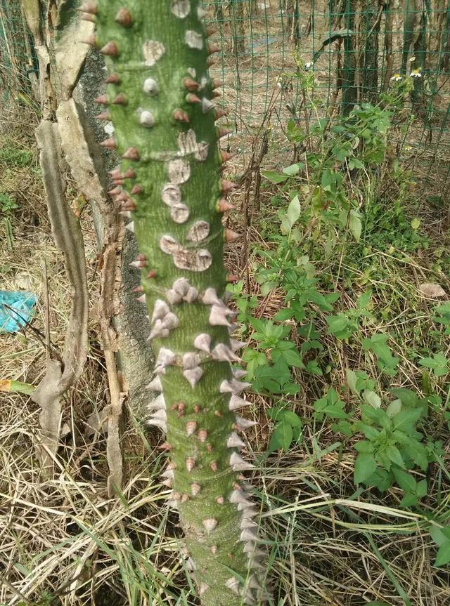 随拍发现一种身上长满钉子的树