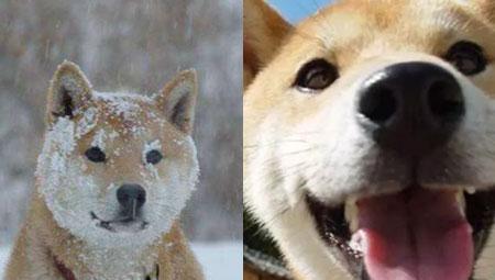 网络红人日本柴犬去世北登幸福微笑惹哭粉丝