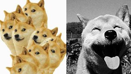 网络红人日本柴犬去世北登幸福微笑惹哭粉丝