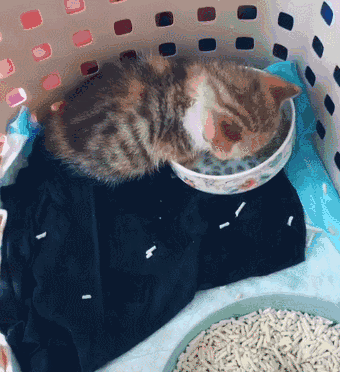 就有这么一位网友,家里养了只小猫咪,这一天网友新买了好吃的猫粮