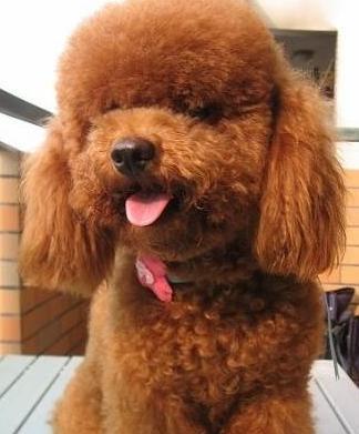 小鹿犬|蝴蝶犬|松狮犬_新浪新闻