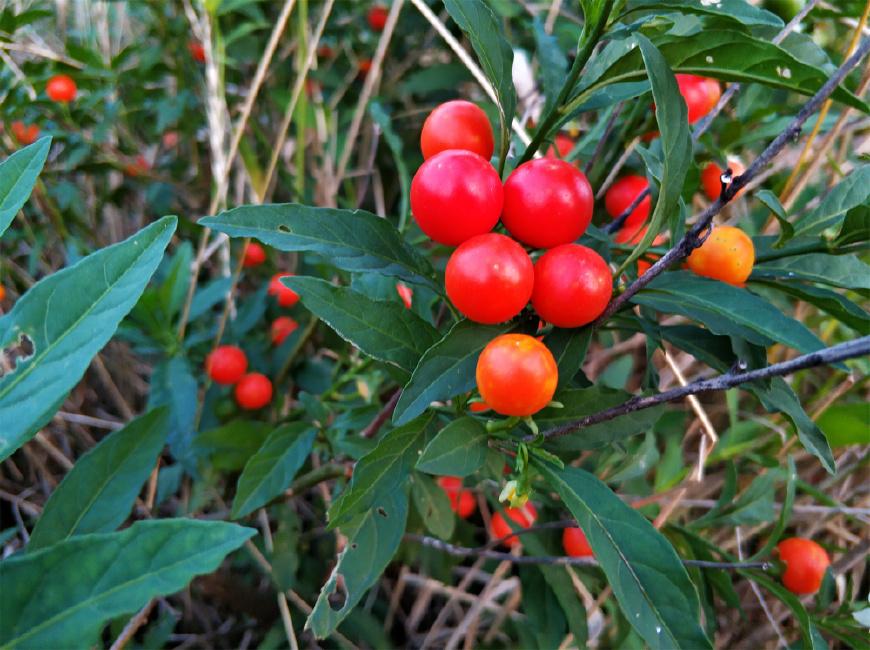 田边一种似樱桃的野果,农民见了就砍,你若遇到它,不要认错了