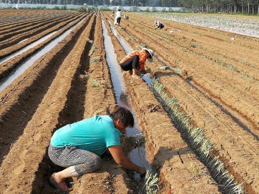 十几名妇女烈日下或头顶毛巾或头戴遮阳帽帮助种植户种植大葱,拔下来