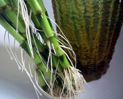 水养的富贵竹不生根?水里兑勺"它",2周就长出大白根!