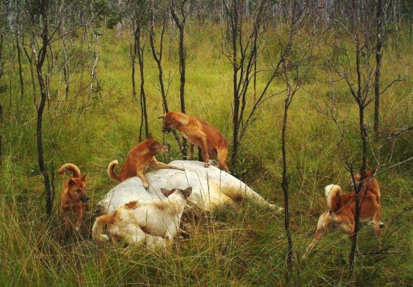 镜头下: 澳洲大陆上最猖狂的顶级猎食者|袋鼠|野狗|澳洲野狗_新浪新闻