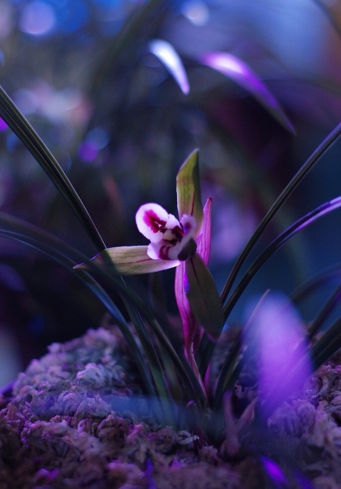 幽兰生荒谷,淡雅显高贵