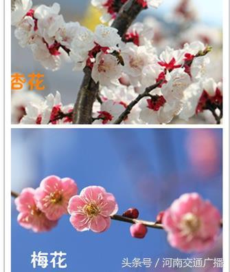 桃花,李花,梅花,樱花:终于分清了