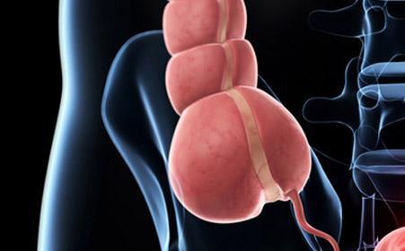 阑尾的形状像蚯蚓,每个人的长短都不同.