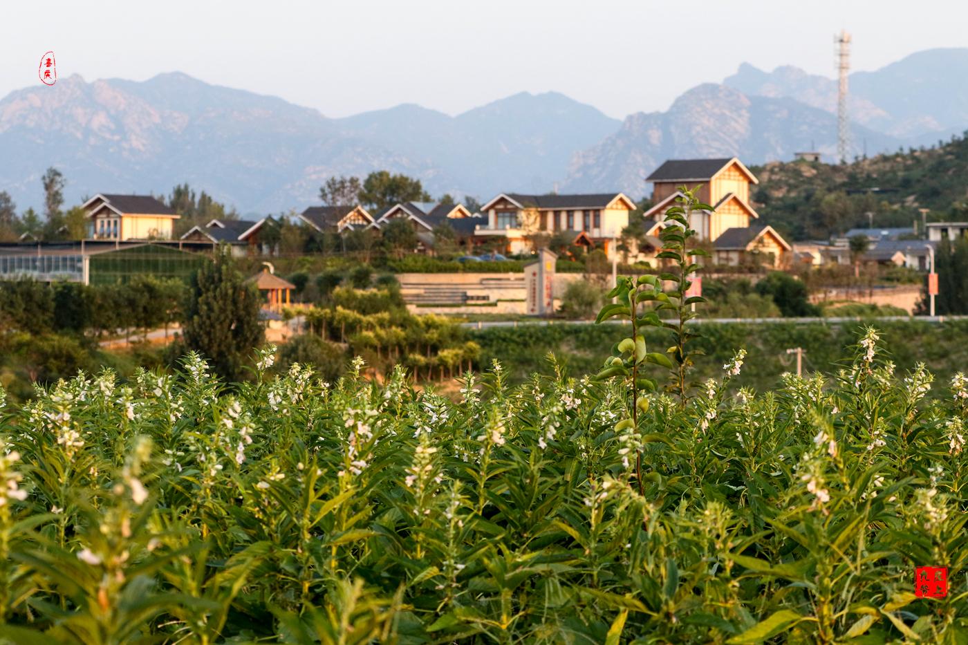 太行腹地柏坡湖畔有一个如诗如画的小山庄