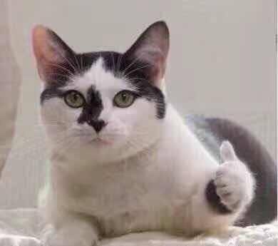 猫咪各种表情合集,妹子喜欢的多|猫咪|合集|表情包_新浪新闻