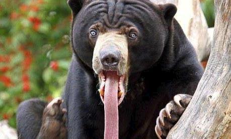 马来熊曾被当作水鬼,人类能欺负这种最小的熊么?