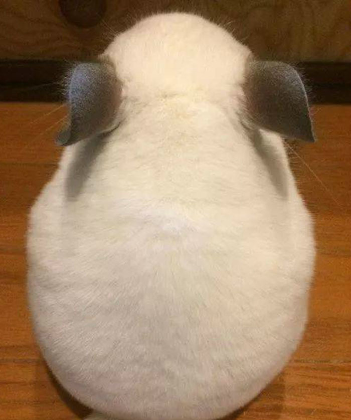 这只小动物不靠颜值,仅凭一个背影圈无数粉,把网友萌翻