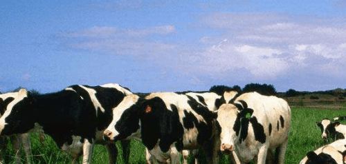 世界牛奶产量排名 中国排第三