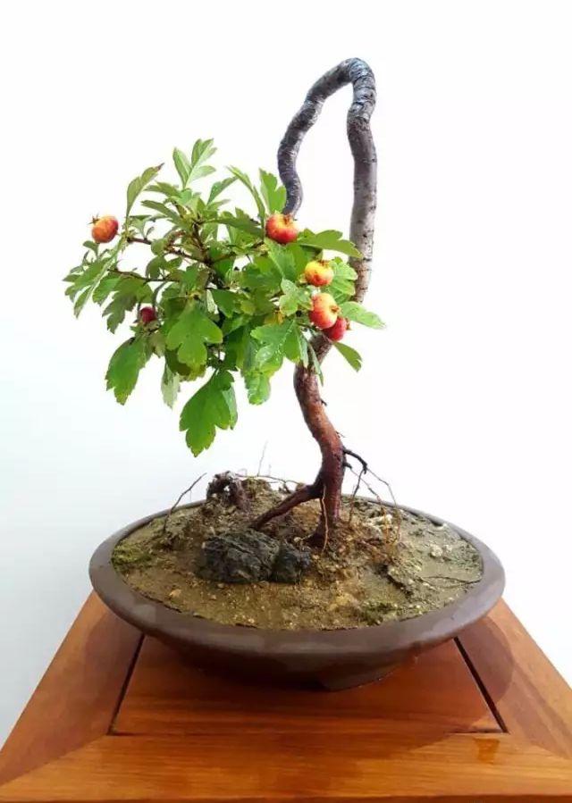 山楂是枚坚强的女汉子,只需小小呵护一下,就可制成盆景任你玩!