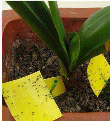 盆里加点"它",盆栽花草再也不怕小虫子!