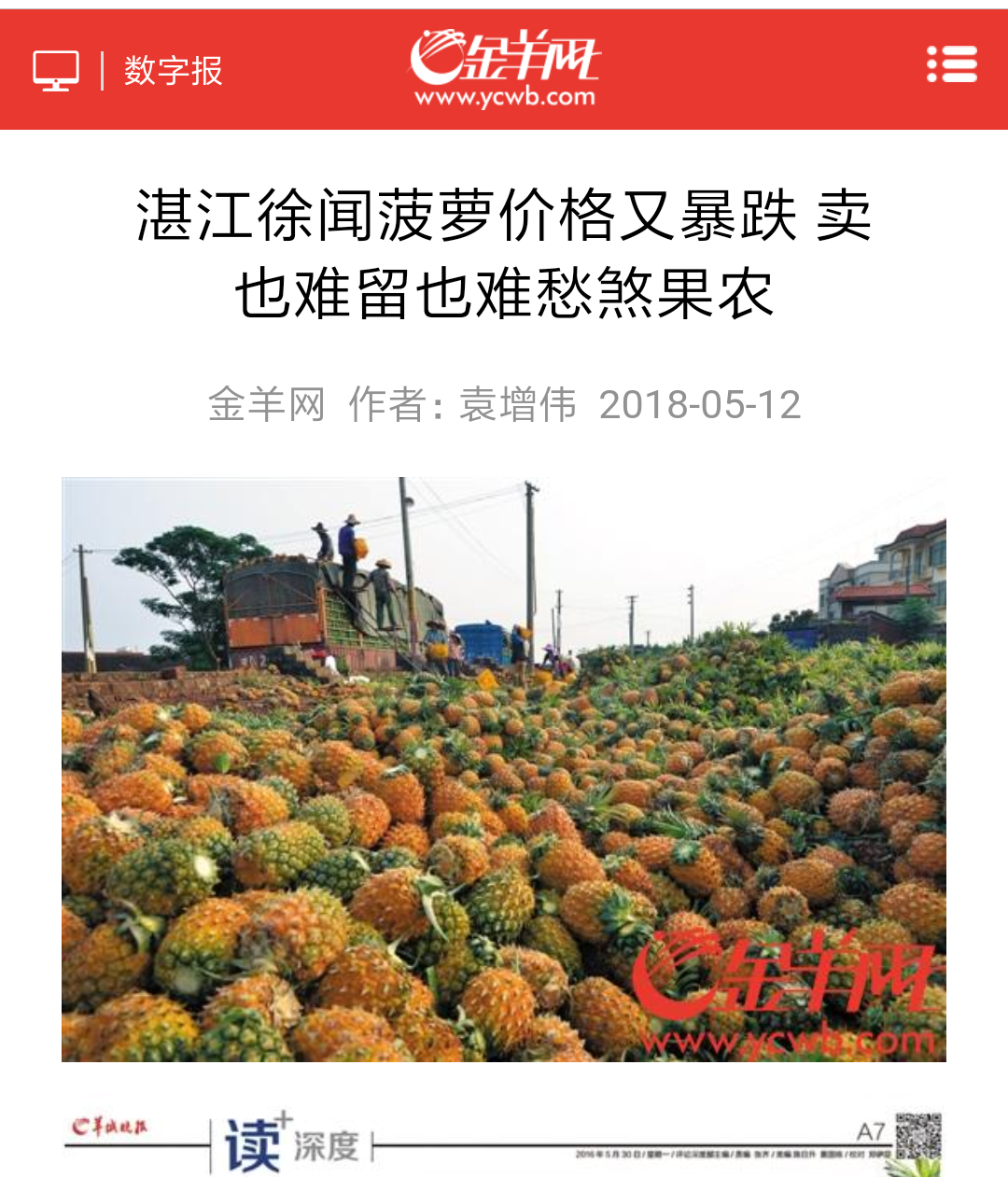 徐闻菠萝二毛钱还滞销谁来帮果农卖菠萝