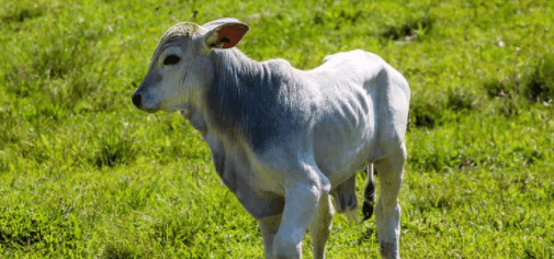 世界牛奶产量排名 中国排第三