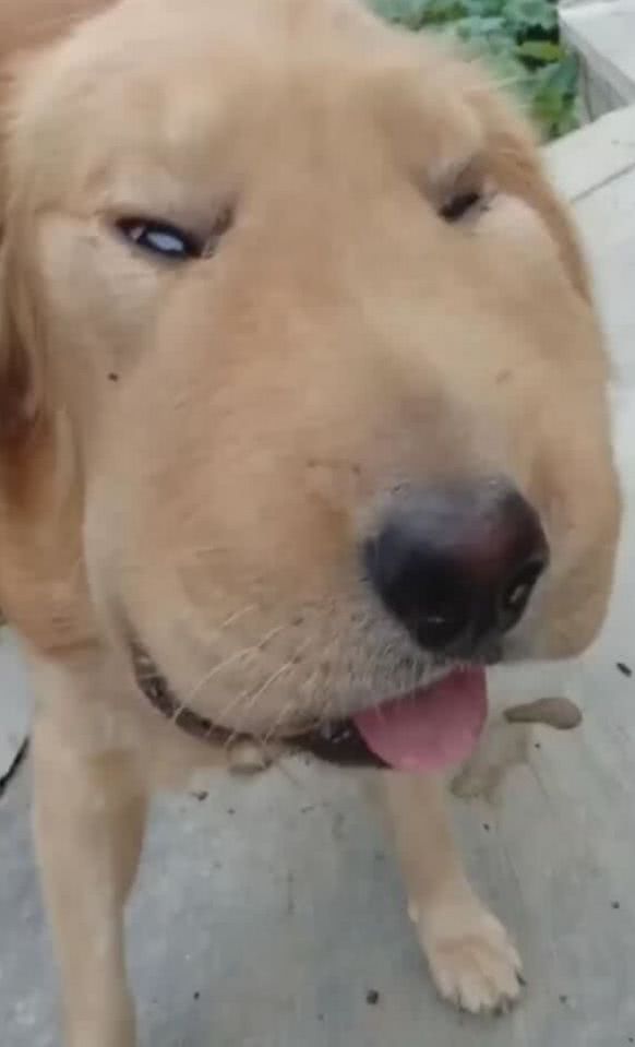 金毛|狗狗|主人_新浪新闻