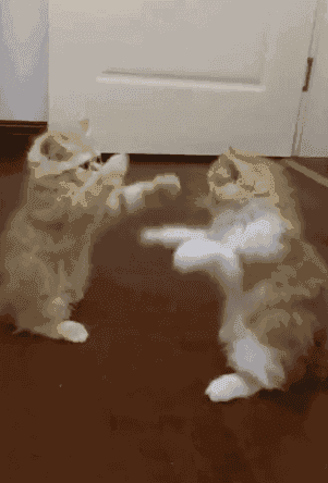 两只小短腿的战争,比划了半天,没伤对方分毫……|短腿|战争|猫咪_新浪