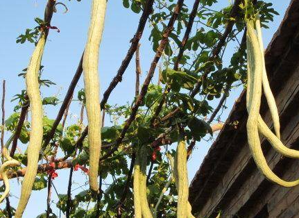 带女友去农村,看到院子里的蛇后吓得大哭,舅妈得知真相哭笑不得