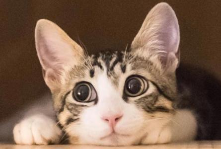 猫鼻子有多灵?弄懂这一点,独享零食这辈子是不可能了