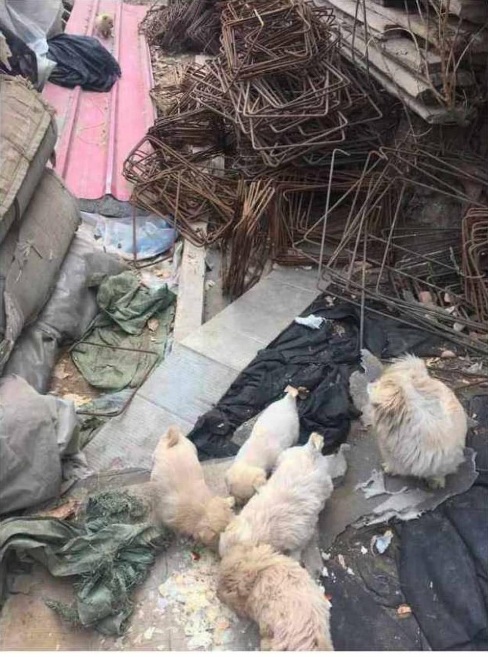 流浪狗出现在工地, 小伙霸气一次性收养四只, 为他的行为点赞