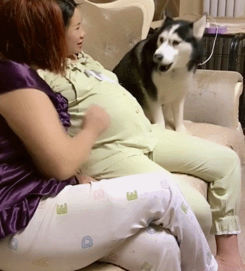女主人怀孕后期,哈士奇认为自己是爸爸不让任何人去摸,表情亮了
