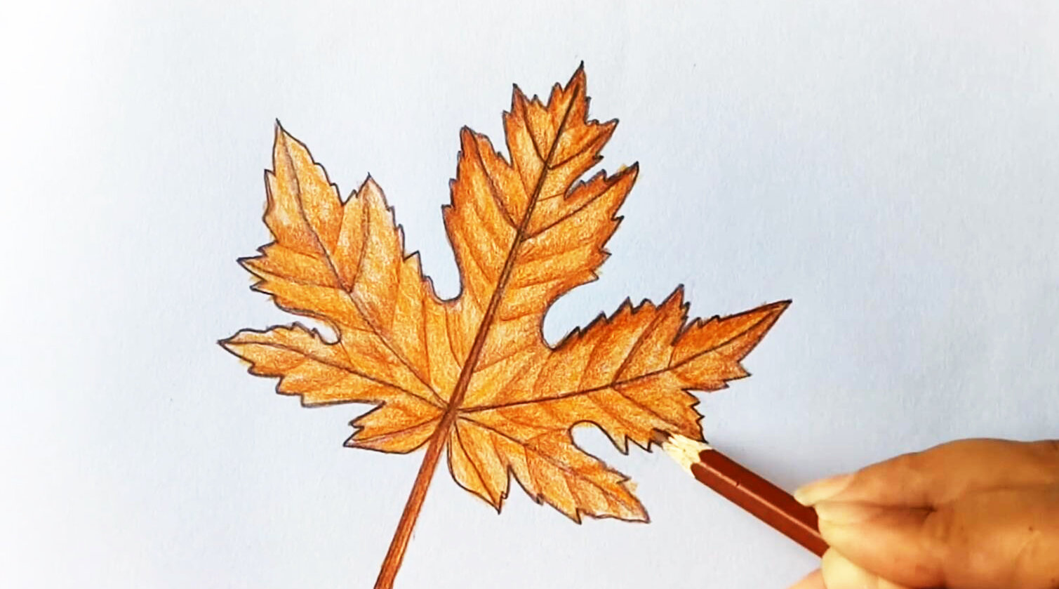 彩铅画枫叶!