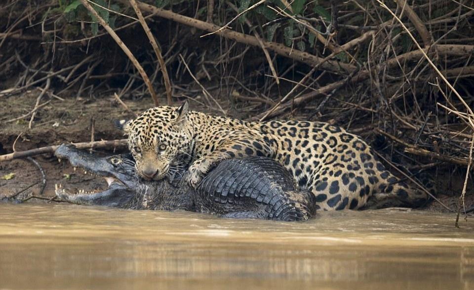 美洲豹水边鏖战20分钟咬死鳄鱼叼起就走
