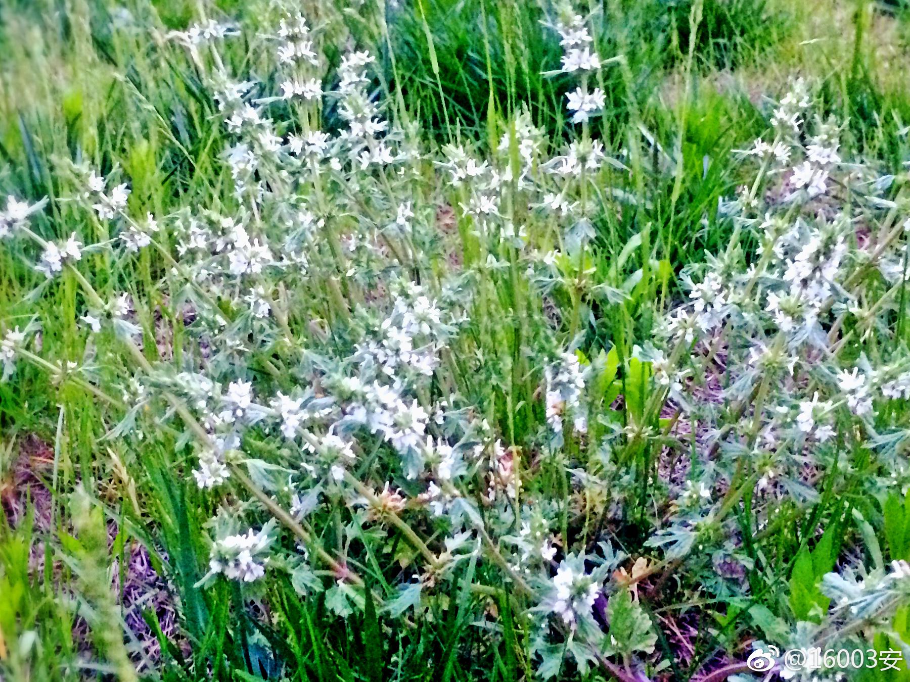 有草名夏至,散落满天星.