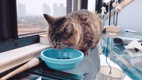 短腿猫圆圆美好的一天 吃饭睡觉抓老鼠 最后在主人怀里睡着了