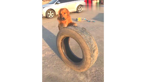 主人让金毛推汽车轮胎,金毛的表现让人不得不服