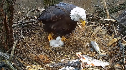 老鹰喂食小鹰这个画面太有爱了小鹰长得也太可爱了吧
