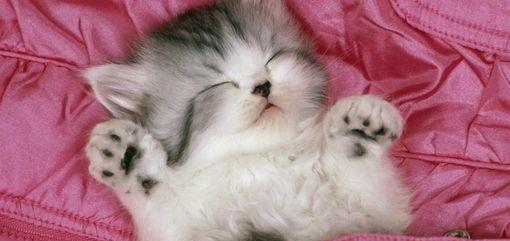 猫咪喜欢主人的6种表现,身为铲屎官的你,见识