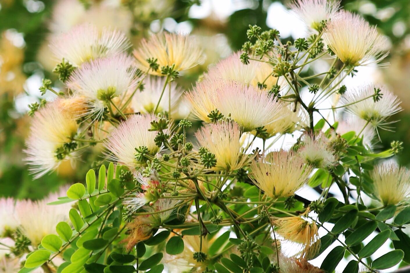 这个颜色的合欢花还是比较少见的啊毛茸茸的很好看