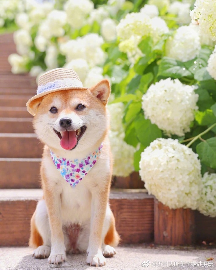 希望9月可以一直笑得像这只柴柴一样开心!