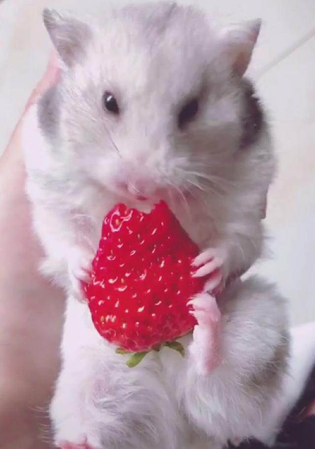 一只爱啃草莓的银狐仓鼠,主人怎么劝都不听,场面萌化了