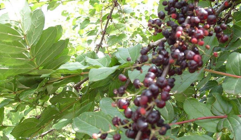 小时候经常吃的"马桑泡", 误食了之后要用猪粪解毒