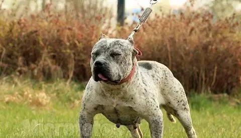 17,意大利纽波利顿犬18,法国波尔多犬19,俄罗斯高加索犬20,巴西非拉犬