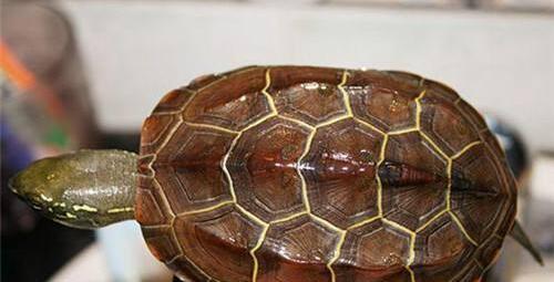 相冲:牛日冲(辛未)羊 岁煞:岁煞东 喜神方位:正南 财神方位:西南 今日