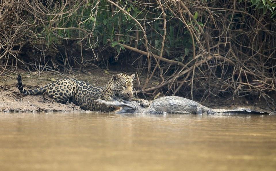 美洲豹水边鏖战20分钟咬死鳄鱼叼起就走