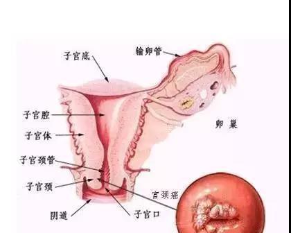 十指|产程|子宫口_新浪新闻