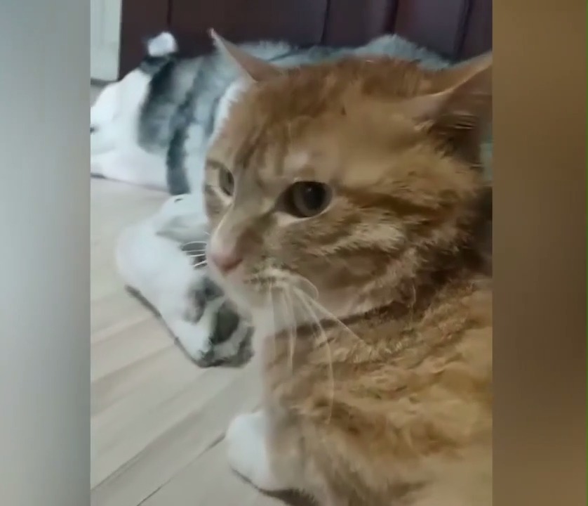 世界上最大的鱼缸:拥有八层楼的高度,万一碎了